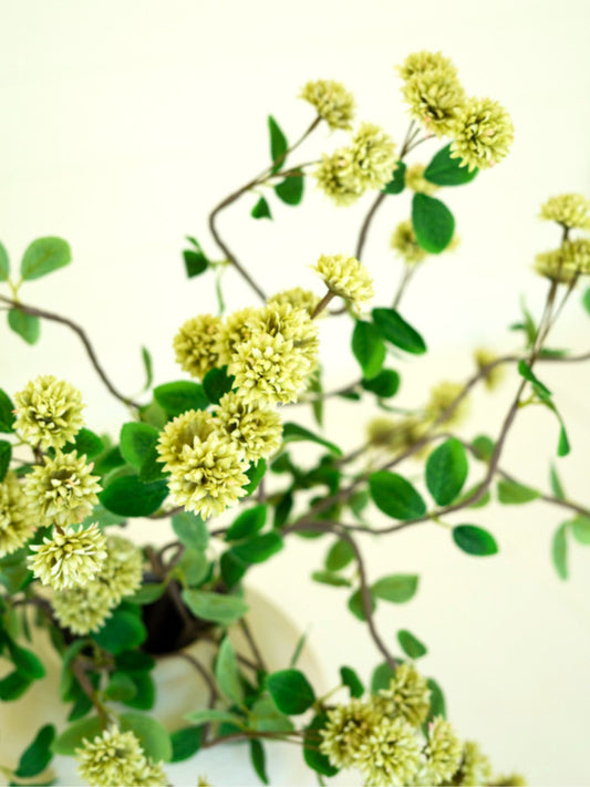 Natural Botanical (pick up only)