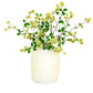 Natural Botanical (pick up only)