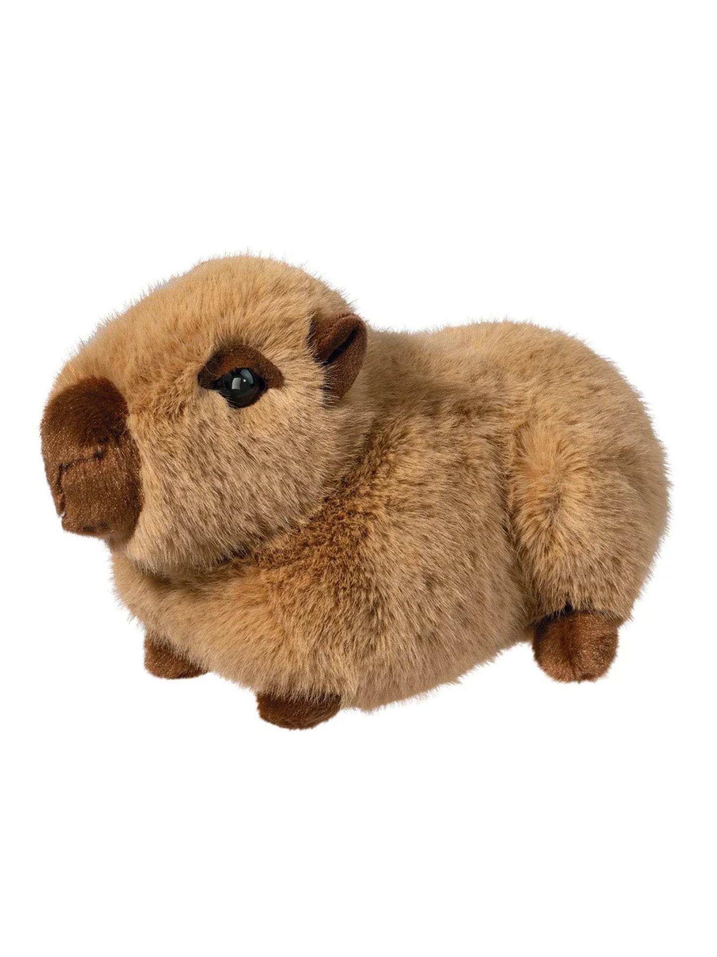Chattie the Capybara