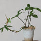 Terra-cotta Planter w/ Ruffled Edge, Distressed Finish - Pick Up Only