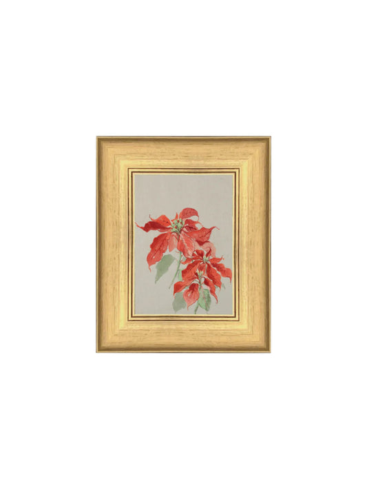 Poinsettia Framed Picture 6x8