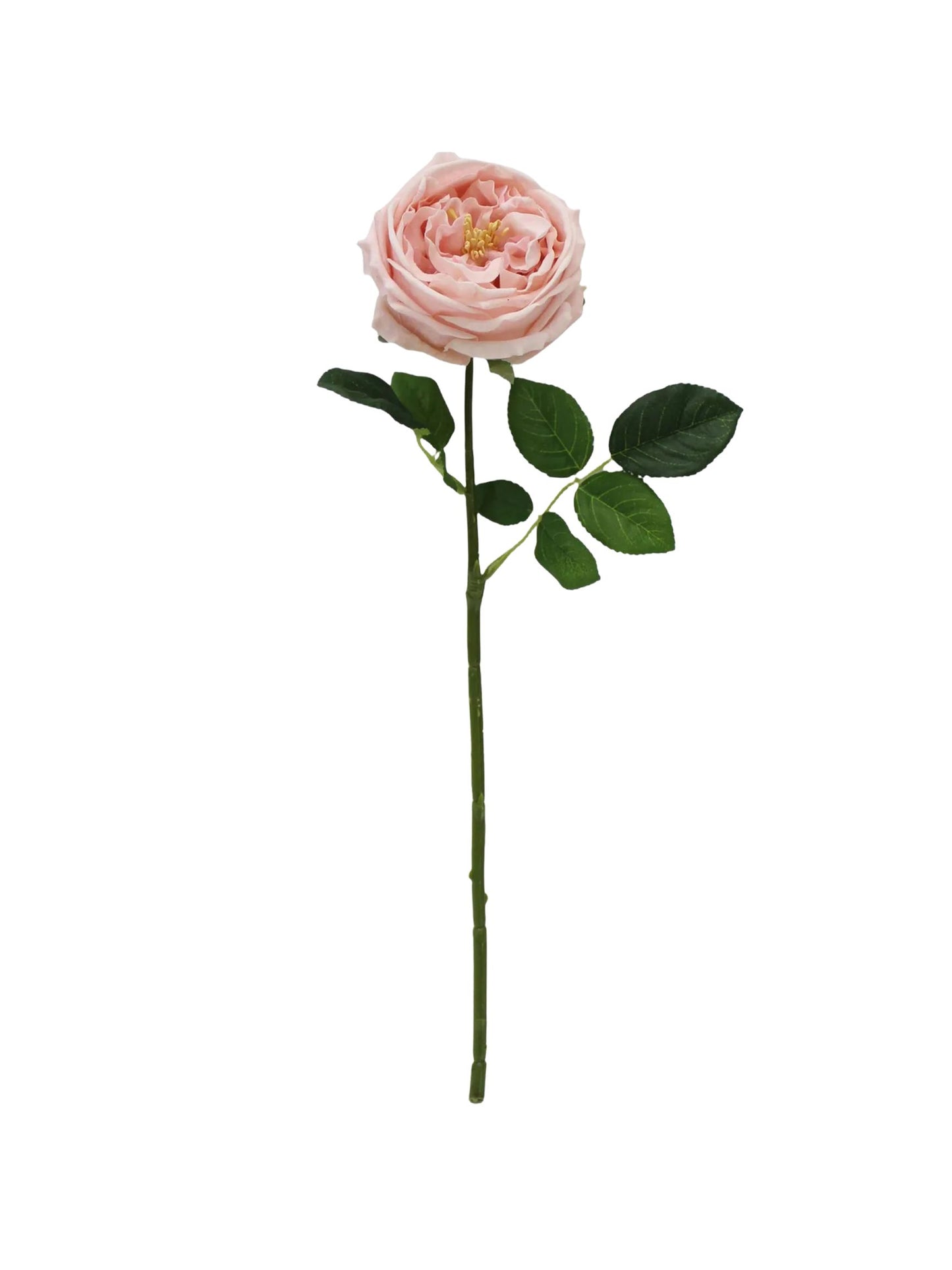 Austin Rose Pink Stem