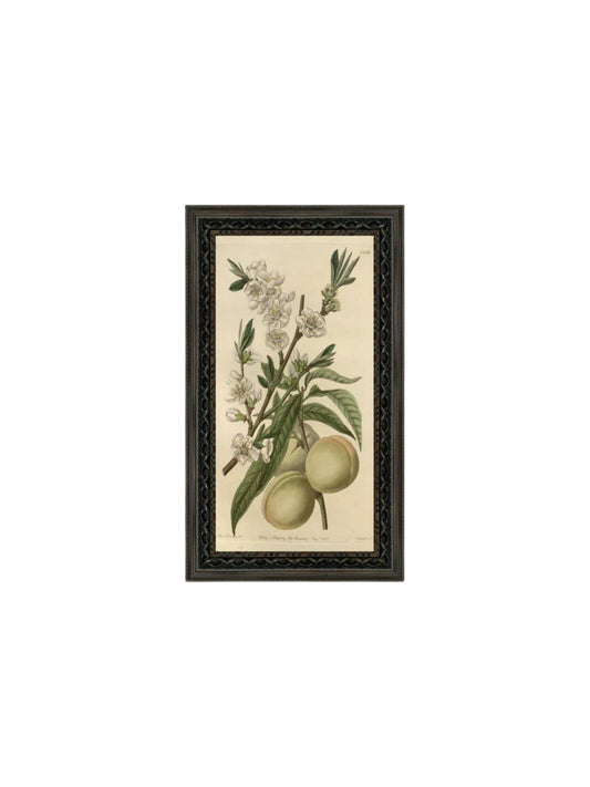 The White Peach Framed Picture - 7x12
