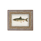 Lake Trout Framed Picture