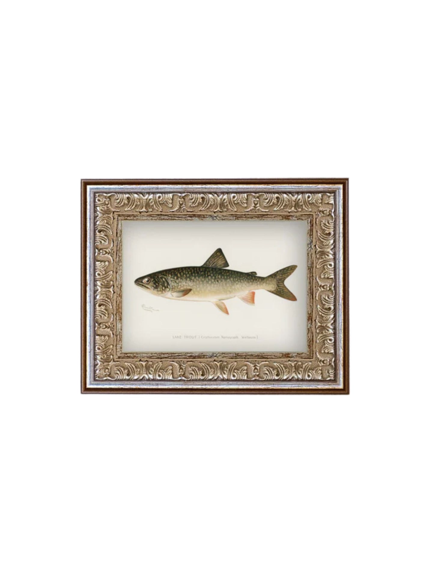 Lake Trout Framed Picture