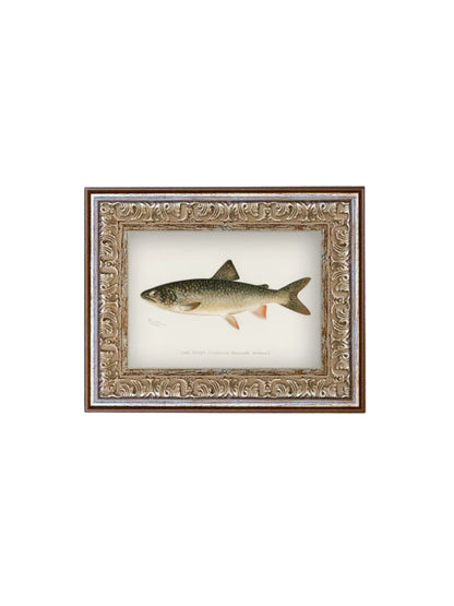 Lake Trout Framed Picture