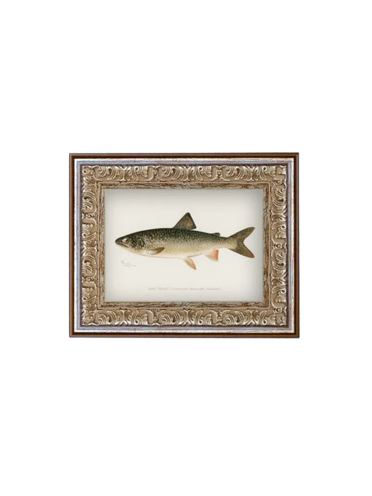 Lake Trout Framed Picture