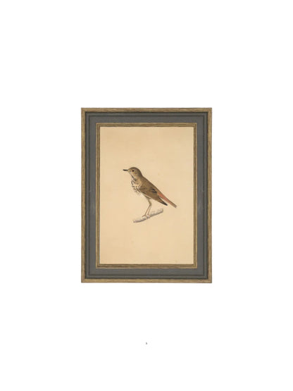 Bird Framed Picture