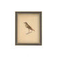 Bird Framed Picture