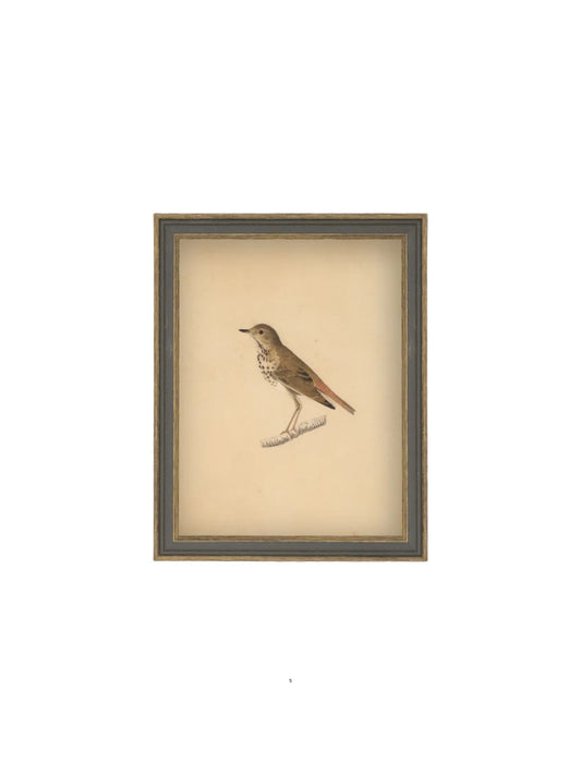 Bird Framed Picture