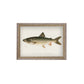 Lake Trout Framed Picture