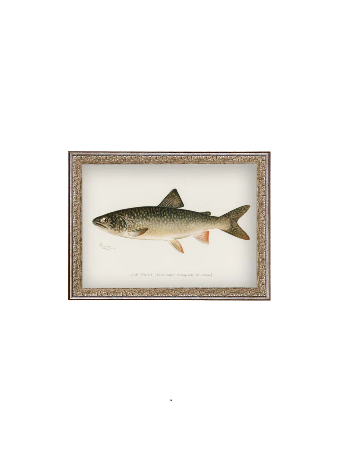 Lake Trout Framed Picture
