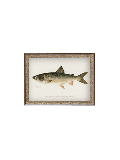 Lake Trout Framed Picture