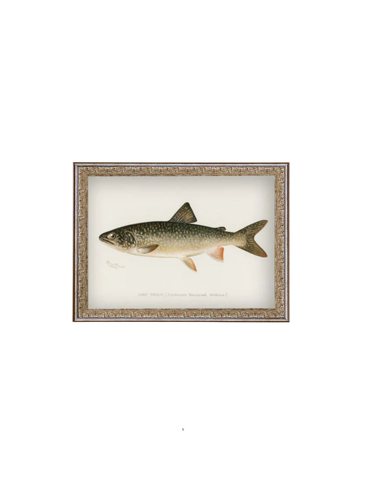 Lake Trout Framed Picture