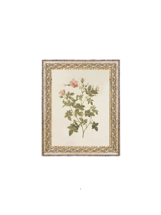 Rosa Framed Picture
