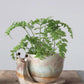 Stoneware Snail Planter (PICK UP ONLY)