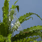 Bird Trickle Watering Tub (Pick-Up ONLY)