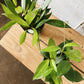 4" Hoya Plant