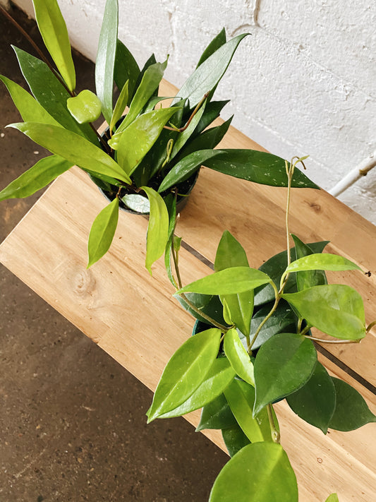 4" Hoya Plant