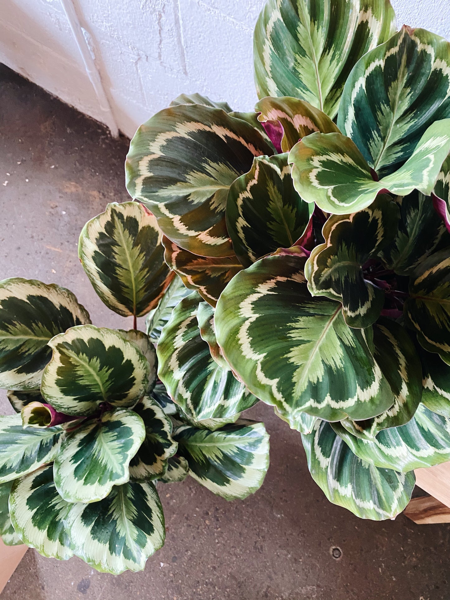 8" Calathea Plant