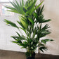 10" Chinese Fan Palm