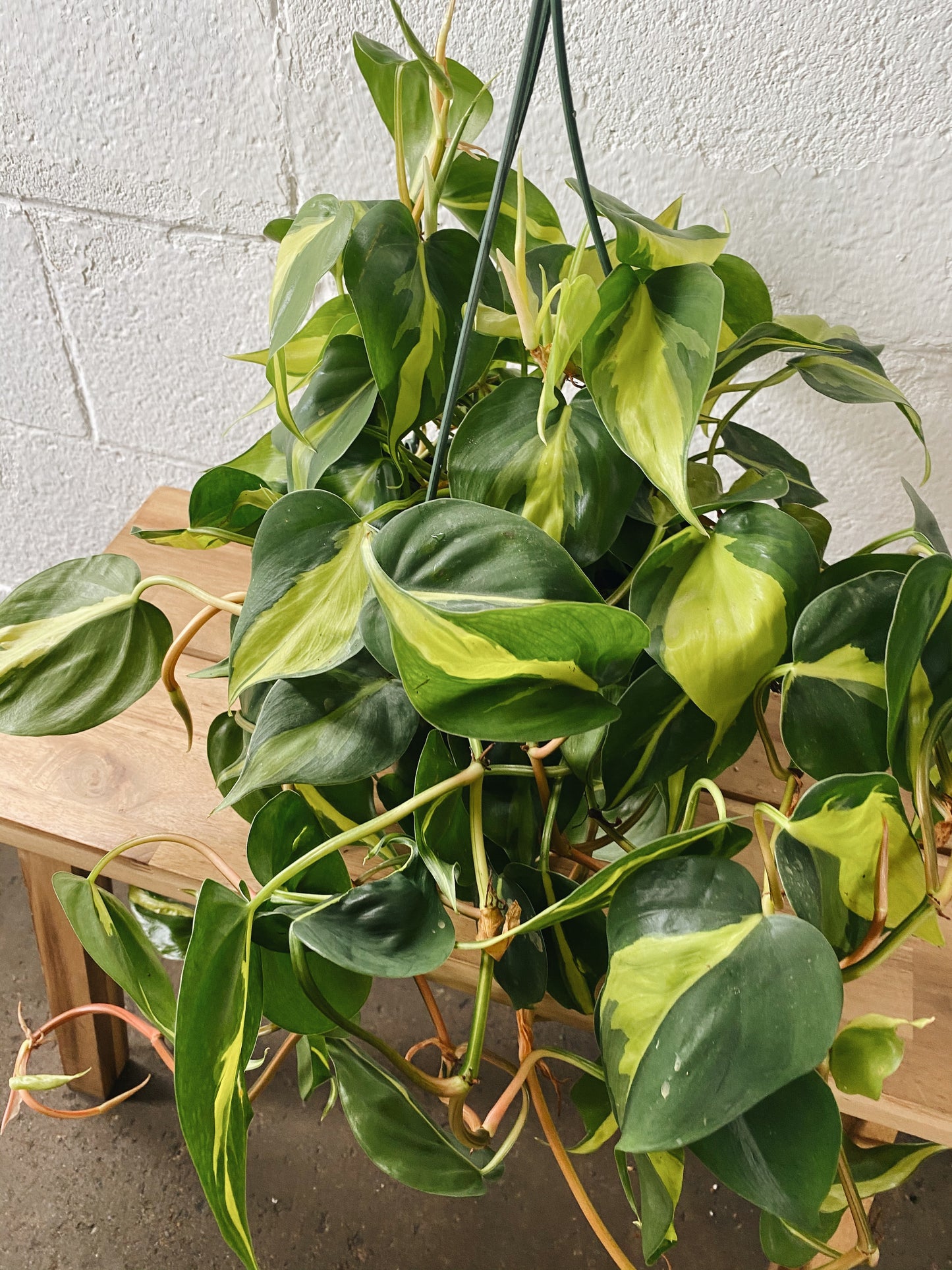 8" Philodendron Brasil Hanging Basket