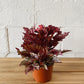 4" Rex Begonia (pink)