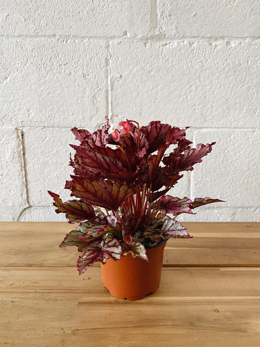 4" Rex Begonia (pink)