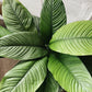 10" Sensation Spathiphyllum