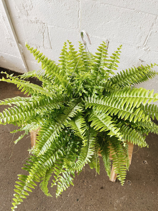 10" Boston Fern Hanging Basket