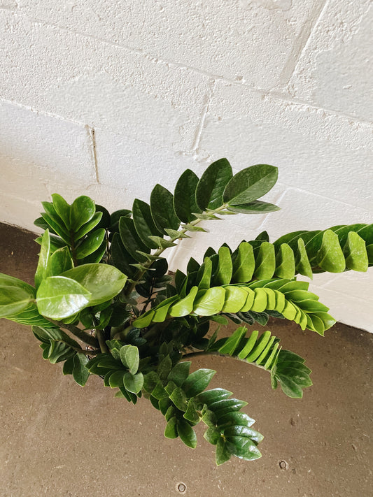 8" ZZ Plant