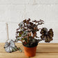 4" Rex Begonia (Purple)