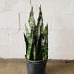 8" Snake Plant (full green)