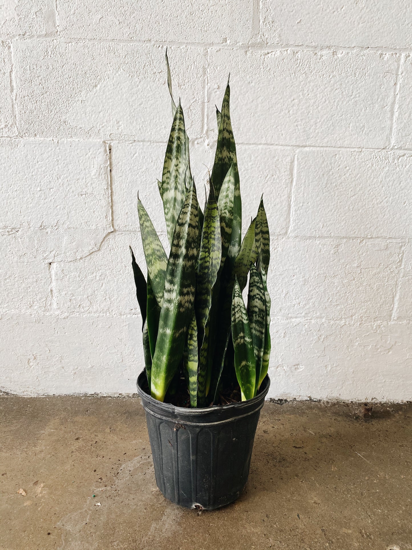 8" Snake Plant (full green)