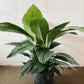 10" Spathiphyllum Sensation Plant