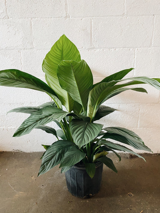 10" Spathiphyllum Sensation Plant