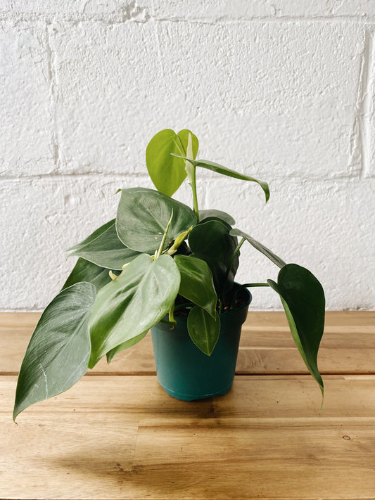 4" Philodendron Green
