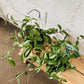 6" Hoya Hanging Basket