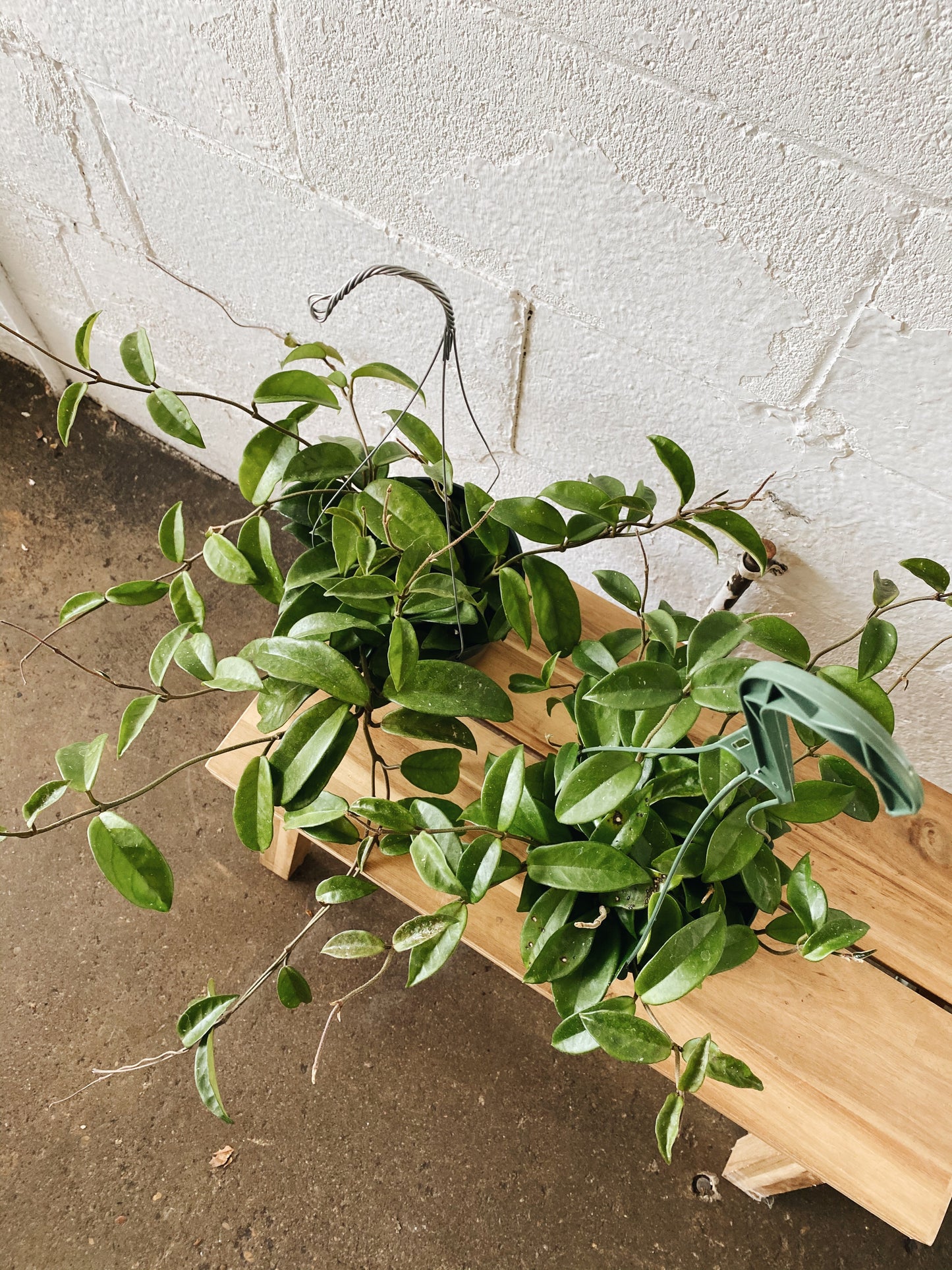 6" Hoya Hanging Basket