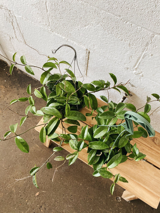 6" Hoya Hanging Basket