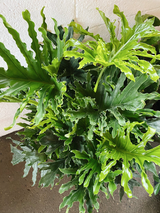8" Philodendron Selloum