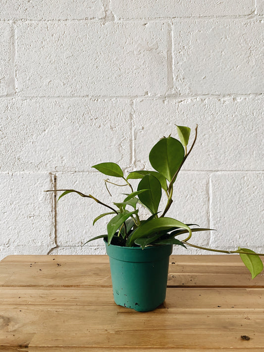 4" Hoya Plant