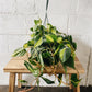 8" Philodendron Brasil Hanging Basket