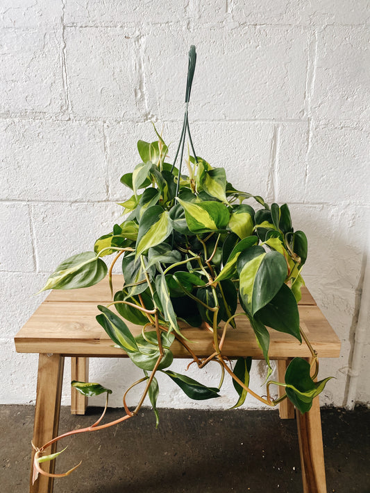 8" Philodendron Brasil Hanging Basket