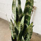 8" Snake Plant (full green)