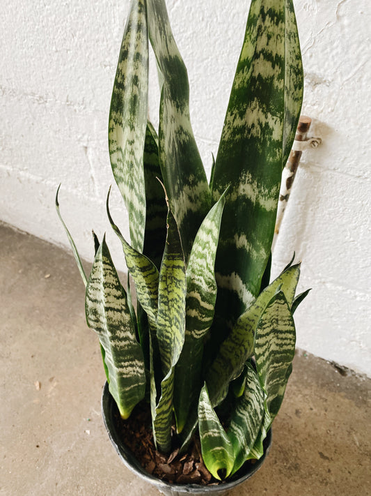 8" Snake Plant (full green)