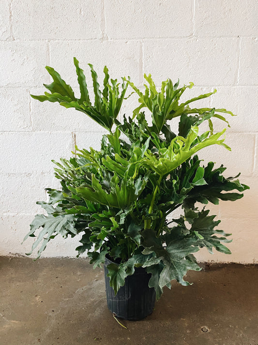 8" Philodendron Selloum