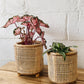Wicker Plant Holder