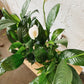 4" Peace Lily