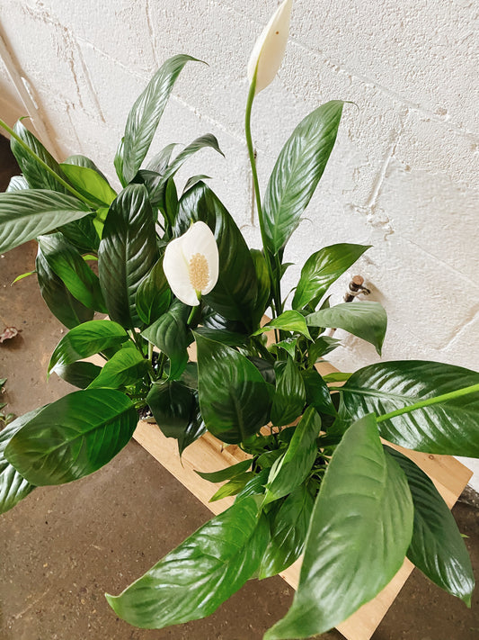 4" Peace Lily